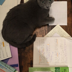 ロシアンブルー/猫と暮らす/猫と暮らすインテリア/猫とインテリア/猫あるある/LIMIAペット同好会/... 受験勉強を邪魔するアークです。

ここは…(1枚目)