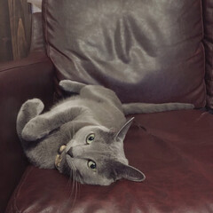 猫と暮らす/猫と暮らすインテリア/猫とインテリア/ロシアンブルー/ペット/猫 ソファのいつも私が座る定位置で寝っ転がっ…(1枚目)