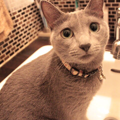 猫とインテリア/猫と暮らすインテリア/猫と暮らす/ロシアンブルー/猫あるある/ペット/... 洗面台へ先回りして待機中のアークです。
…(1枚目)