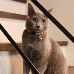 ロシアンブルー/猫と暮らすインテリア/猫と暮らす/猫とインテリア/ペット/猫/... 階段の手摺りからこちらを見ているアークで…(1枚目)