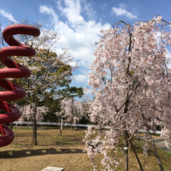 枝垂れ桜/桜/おでかけワンショット/LIMIAおでかけ部/おでかけ/風景 山の中腹にある公園の枝垂れ桜がとても綺麗…(1枚目)