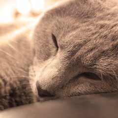 ロシアンブルー/猫と暮らすインテリア/猫と暮らす/猫とインテリア/ペット/猫/... 夜10時過ぎるといつも眠くなって、私達が…(1枚目)