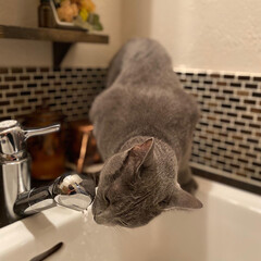 造作洗面台/ロシアンブルー/猫と暮らす/インテリア/にゃんこ同好会/猫とインテリア/... 洗面台で流れる水を飲んでいるアークです。…(1枚目)
