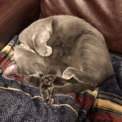 猫あるある/猫と暮らす/おやすみショット/LIMIAペット同好会/ペット/猫/... ニトリのカバーの肌触りが良いからか、ソフ…(1枚目)