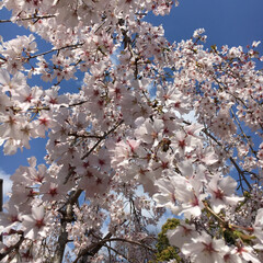 枝垂れ桜/散歩/桜/満開の桜/春の一枚/おでかけ/... 店のすぐ近くの公園の枝垂れ桜がとても見事…(1枚目)