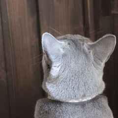 猫あるある/ロシアンブルー/ペット/猫 忠猫アー公のアークです。

息子の部屋の…(1枚目)