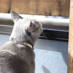 ロシアンブルー/ペット/猫 ベランダに出ると、木製フェンスの隙間を覗…(1枚目)