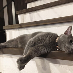 猫との暮らし/猫とインテリア/猫と暮らす/ロシアンブルー/ペット/猫/... アークのいつも大好きな場所の階段。

こ…(1枚目)