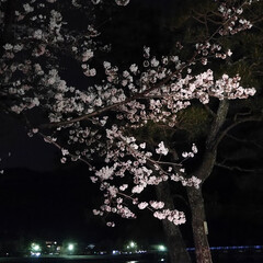 「桜の花の向こうに青くライトアップの　渡月…」(1枚目)