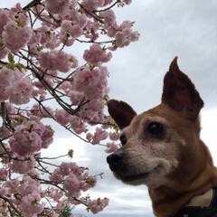 おでかけワンショット/令和の一枚/フォロー大歓迎/GW/おでかけ/旅行 令和元年5月1日 都心では葉桜になったの…(1枚目)