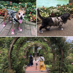 箱根/旅行/ペット/犬/グルメ/おでかけ/... お犬さまたちとの初めての旅行は箱根へ。箱…(3枚目)