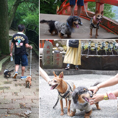 箱根/旅行/ペット/犬/グルメ/おでかけ/... お犬さまたちとの初めての旅行は箱根へ。箱…(2枚目)