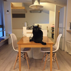 猫/猫と暮らす/IKEA/我が家のテーブル/お片付け/イケア/... 我が家のテーブル
食事時以外は
ネコも乗…(2枚目)