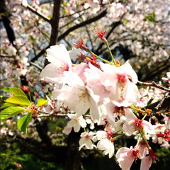 春/桜/風景 私の住む街は、今日一斉に入学式です

朝…(1枚目)