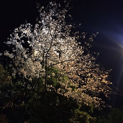 春/桜/風景 夜桜🌸

桜は癒されます
桜は、どの国の…(1枚目)