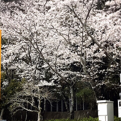 遊歩道/桜/風景 近くの遊歩道の桜が美しく咲いてます🌸
桜…(1枚目)