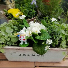 白い花/ハンドメイド/寄せ植え 雨の日のベランダ(3枚目)