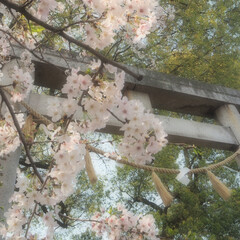 「今年も最後の桜かなとカメラを片手にお散歩…」(2枚目)