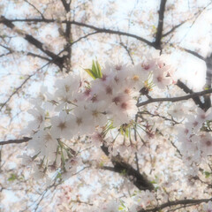 「今年も最後の桜かなとカメラを片手にお散歩…」(1枚目)