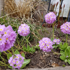 庭作り/ガーデニング/春のフォト投稿キャンペーン 引きこもって製作しているうちに、春のお花…(1枚目)