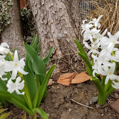 庭作り/ガーデニング/春のフォト投稿キャンペーン 引きこもって製作しているうちに、春のお花…(2枚目)