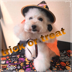 halloween/ハロウィン/ペット/犬/100均/ハンドメイド ★
★
trick or treat‼️…