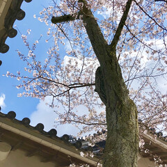 桜/LIMIAおでかけ部/おでかけ/風景/春の一枚 桜が綺麗な季節になりました🌸✨
今日はあ…(1枚目)