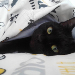 黒猫/保護猫/LIMIAペット同好会/にゃんこ同好会/うちの子ベストショット 布団の中で寝るのが大好きな「くろまめ」で…(1枚目)