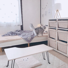 ヘッドボード/ワンバイ材/簡単DIY/ベッドルーム/猫と暮らす/DIY/... マットレスのみのシンプルなベッドに、DI…(1枚目)