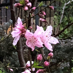 風景/小さい春 我が家の花桃が咲きはじめました。
ピンク…(2枚目)
