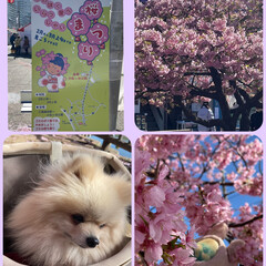 ポメぐるみのマリン 昨日三浦海岸桜祭りに行ってきました。
風…(1枚目)