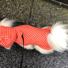 傘/レインコート/まりん/お外でちー/雨の中の散歩 今朝の散歩です。
雨☔️がかなり降ってま…(2枚目)
