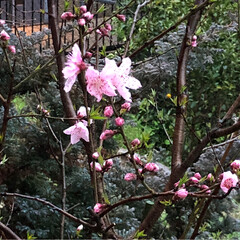風景/小さい春 我が家の花桃が咲きはじめました。
ピンク…(3枚目)