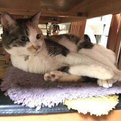 猫と暮らす テーブルの下は ニャンコに人気❤️
ミケ…(1枚目)