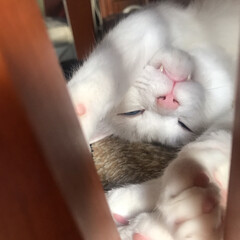ねこ/猫/ねこと暮らす/猫との暮らし/白猫/白ねこ部/... 寝てるん？😆🤣(1枚目)
