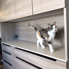 キッチンボード/猫/猫のいる生活/猫のいる幸せ/ねこ/キッチン 新しくしたキッチンボードでモンローウォー…(4枚目)