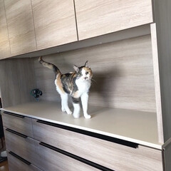 キッチンボード/猫/猫のいる生活/猫のいる幸せ/ねこ/キッチン 新しくしたキッチンボードでモンローウォー…(1枚目)