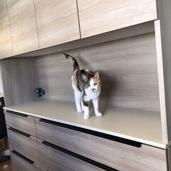 キッチンボード/猫/猫のいる生活/猫のいる幸せ/ねこ/キッチン 新しくしたキッチンボードでモンローウォー…(2枚目)