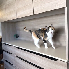 キッチンボード/猫/猫のいる生活/猫のいる幸せ/ねこ/キッチン 新しくしたキッチンボードでモンローウォー…(3枚目)