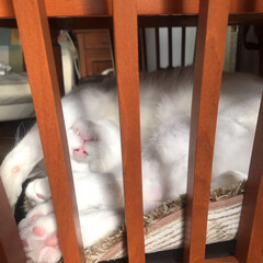 ねこ/猫/ねこと暮らす/猫との暮らし/白猫/白ねこ部/... 寝てるん？😆🤣(3枚目)
