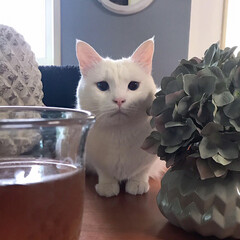 白猫/猫との暮らし/猫と暮らす/セルフペイント壁/しろねこ/ねこと暮らす/... テーブルの上で監視中？(2枚目)