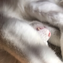 ねこ/猫/ねこと暮らす/猫との暮らし/白猫/白ねこ部/... 寝てるん？😆🤣(4枚目)