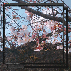 春の一枚/桜/LIMIAペット同好会/フォロー大歓迎/ペット/ペット仲間募集/... 暖かくなったので、桜🌸咲いてるのを期待し…(3枚目)