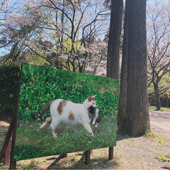 猫/にゃんこ同好会/おでかけ/風景/春の一枚 世界ネコ歩き写真展へ行ってきました😻

…(2枚目)