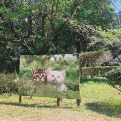 猫/にゃんこ同好会/おでかけ/風景/春の一枚 世界ネコ歩き写真展へ行ってきました😻

…(1枚目)
