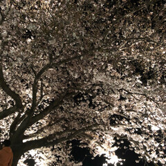 春の一枚 今日桜ライトアップしている所に行ってきま…(2枚目)