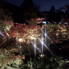 秋 京都へ。
紅葉には少し早かったですが、
…(1枚目)