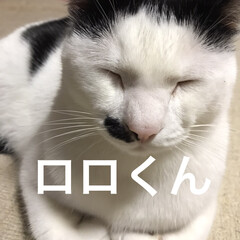 猫好き/猫/ねこ/にゃんこ同好会 ロロくん❤️眠いみたい💤(1枚目)