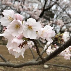 桜/LIMIAおでかけ部/フォロー大歓迎/おでかけ/春の一枚 今日の朝はピクニックがてらにお花見！！
…(1枚目)