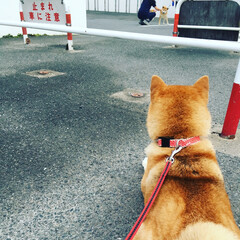 愛犬/赤柴/柴犬/お散歩/ペット/犬/... 【柴犬】ナッツ
お散歩中に…あれ？
前か…(1枚目)